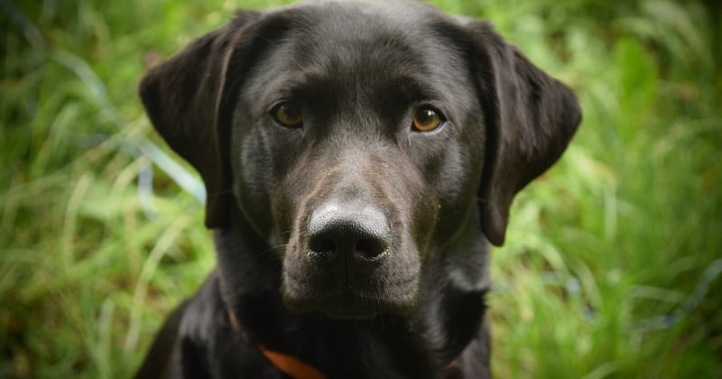 Was dürfen Hunde nicht essen? 15 gefährliche Lebensmittel