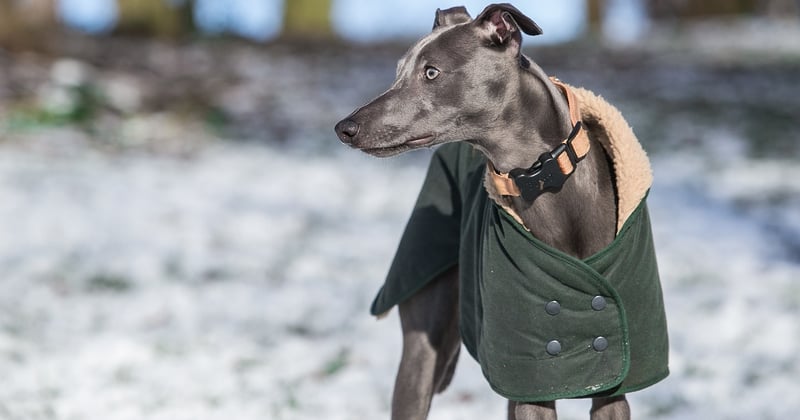Whippet im Porträt: Charakter, Haltung & Pflege des Windhunds