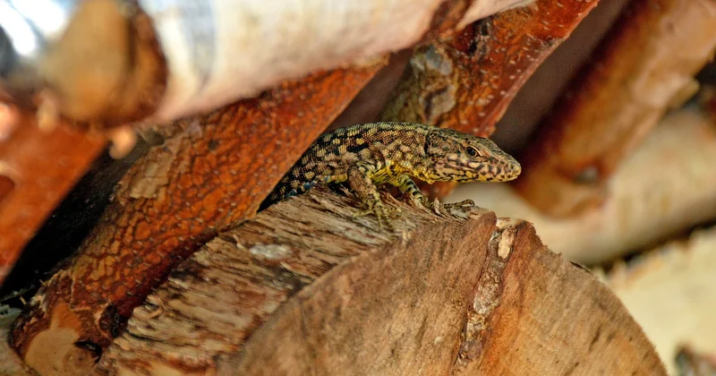 Mäuse vertreiben im Garten und auf der Terrasse