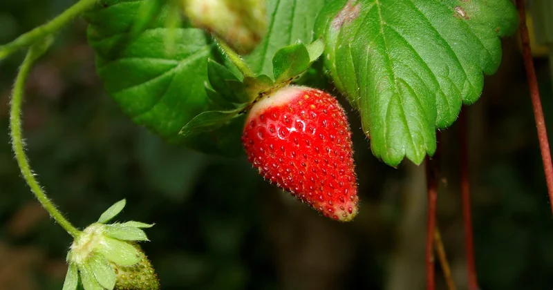 Wie selten sind Teufelsfrüchte?